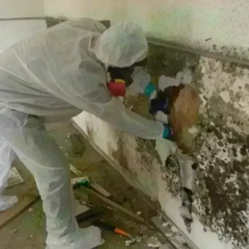 Mold Remediation and Removal in Miner County, SD